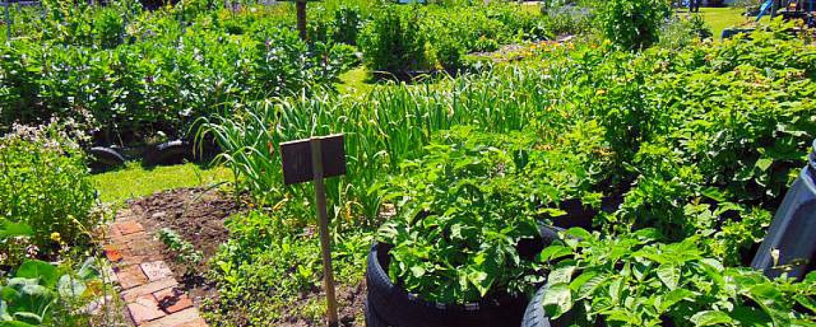 New Brighton Community Gardens banner